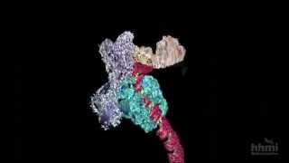 DNA Transcription Advanced Detail  HHMI BioInteractive Video [upl. by Klump72]