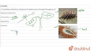 In CockleburXanthium dispersal of seeds occurs through the agency of [upl. by Nayd]