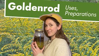 Goldenrod Uses Tincture Making Solidago  Goldrute  vara de oro [upl. by Wyn]