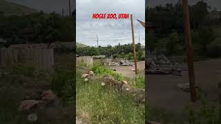 Train ride at Hogle Zoo Utah [upl. by Tamanaha]