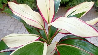 Cordyline Fruticosa  Beautiful Indoor Ornamental Plant Care [upl. by Alda971]