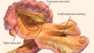 A NEW ORGAN HAS JUST BEEN DISCOVERED MANDELA EFFECT [upl. by Aynad509]