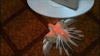 アキクサインコのモモちゃん ストーブ大好き Bourkes parrot [upl. by Aridaj287]