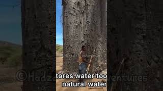 Hadzabe tribe bushmen explain how they use baobab tree to their benefit [upl. by Airot]