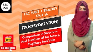 Ch14  Lec  37  Comparison between arteries veins and capillaries FSc Bio part 1 riffatjahan [upl. by Novelc]