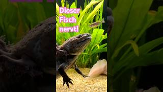 Axolotl ist genervt axolotls aquarium animals tiere [upl. by Wearing]