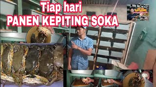 Tiap hari panen kepiting soka budidaya vertikal crab [upl. by Mechelle]