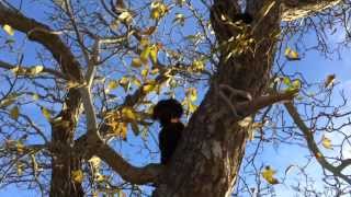 My Dog Climbs Trees [upl. by Walburga]