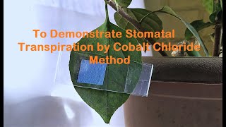 Cobalt Chloride Experiment to demonstrate Transpiration [upl. by Rockel800]