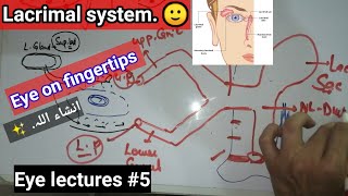 EYE LECTURES 5 ✨ Lacrimal system lacrimal apparatus APPARATUS lacrimal apparatus [upl. by Anoyek]