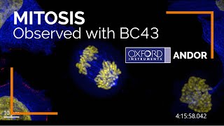 Live imaging of cell division Mitosis observed with Andor BC43 Benchtop Confocal Microscope [upl. by Llehsram]