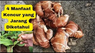 4 Manfaat Kencur yang Jarang Diketahui warisan herbal nenek moyang kita [upl. by Aerdnaid]