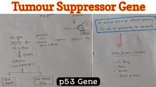 Oncogenes and Tumor Suppressor Genes [upl. by Pesek]