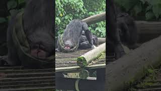 ChimpanzeePan troglodytesTaipei Zoo [upl. by Arekahs635]