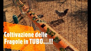 Coltivazione delle Fragole in TUBO [upl. by Schreibman]