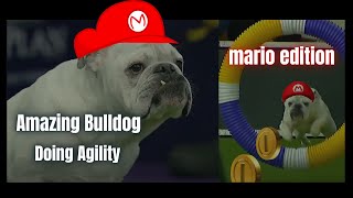 Amazing Bulldog doing Agility  Mario edition [upl. by Enileuqcaj]