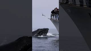 Humpback lunge feeding in front of boat [upl. by Hoffman]