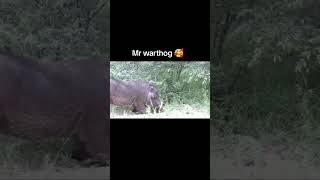 Mr Warthog Eating  warthog kasongo [upl. by Hailee208]