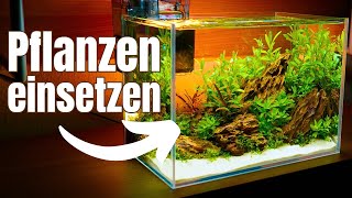 Aquarium bepflanzen  Tipps für Anfänger amp Fortgeschrittene [upl. by Lilia495]