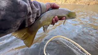 Despite The Cold Weather Trout Are Biting LEHIGH RIVER FISHING [upl. by Melonie536]