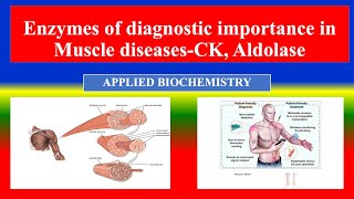 Enzymes of diagnostic importance in Muscle diseases CK Aldolase  Applied Biochemistry  Nursing [upl. by Eikcaj]