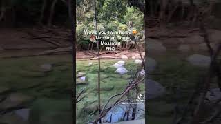 Visit Mossman Gorge fnq waterfall mossman mossmangorge [upl. by Jannelle]