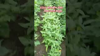 कपाशी मधे अंतर पिक सोयाबीन intercropping in soyabean [upl. by Leima796]