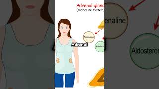 Endocrine Glands Exploration facts viral anatomy endocrinesystem humanity shorts trending [upl. by Pega146]