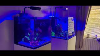 Red Sea Max Nano amp Aquaone Reefsys [upl. by Healion]