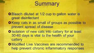 Prevent Deadly Viruses in Your Cattery  Part 4 [upl. by Muffin869]