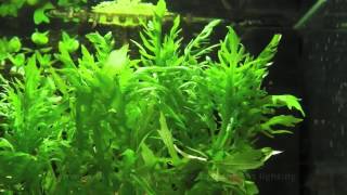 Aquarium Plant  Water Wisteria [upl. by Atirhs]