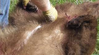 HOW TO SKIN A BLACK BEAR IN THE FIELD [upl. by Silvie201]