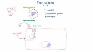 Influenza A and B Infection and Replication [upl. by Ahsiya87]