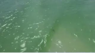 See it 3rd shark spotted at Rockaway Beach in NYC [upl. by Maxine]