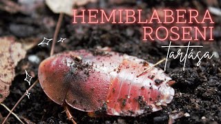 Hemiblabera roseni ex tenebricosa csótány tartása  CSÓTÁNYTARTÁS 2 [upl. by Ariamo]