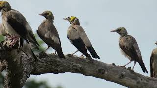 Wattled Starling call  sound [upl. by Nalda]