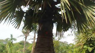 Doub palm palmyra palm tala palm toddy palm wine palm Borassus flabellifer [upl. by Meit842]