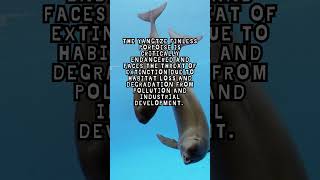 Yangtze Finless Porpoises Fact [upl. by Kennard]