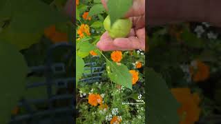 When to Harvest Tomatillos [upl. by Maryjo248]