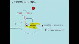 232 Riboswitches Interrupt Bacterial Transcription [upl. by Peppy]