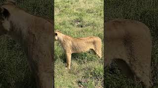 Lionesses resting in Lake Nakuru [upl. by Eagle]