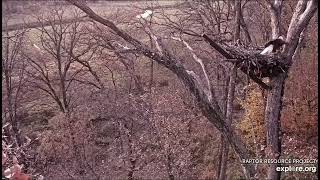 Decorah North Nest 102124 Stick shopping and delivery [upl. by Lauder]