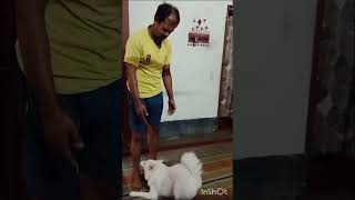 Alexa sonar dance dakho🕺shortsvideo doglover funnyvideo [upl. by Beitz]