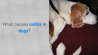 What causes colitis in dogs 6 causes [upl. by Dempstor]