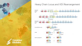 Antibody Diversity  Gene Rearrangement [upl. by Leontyne765]