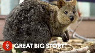 How Quokka Selfies Helped Protect This Adorable Animal [upl. by Iruyas402]