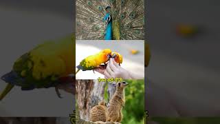 Social contribution by Anant Dada anantdadadt shorts viral vantara saveanimals [upl. by Schweiker]