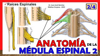 🥇 MÉDULA ESPINAL 24  Raíces Espinales Anatomía ¡Explicación fácil [upl. by Aimak]