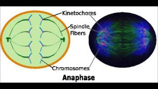 Anaphase  Dictionnaire français audio [upl. by Ecilahs]