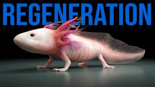 UNREAL Regenerate Abilities  Cutest Animal called Axolotl [upl. by Euqinorev]